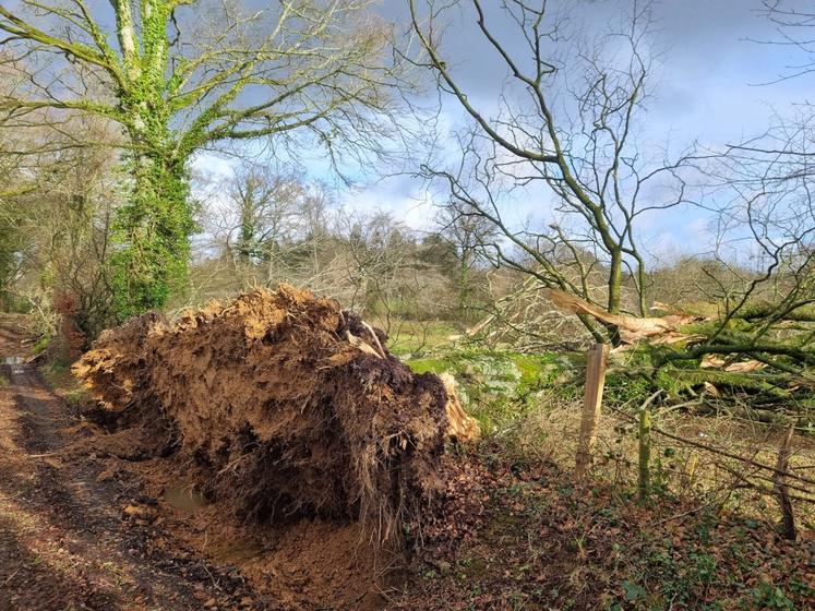 De nombreux arbres sont tombés.