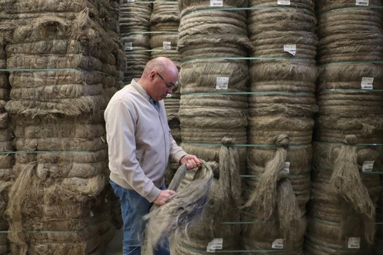 Le chanvre est "exceptionnel" cette récolte sur certains secteurs.