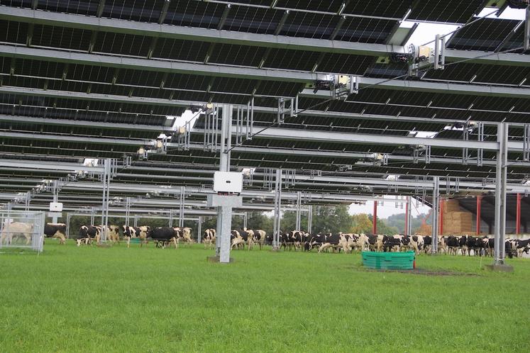 Sur la commune de Souleuvre-en-Bocage, dans le Calvados, un autre projet agrivoltaïque, porté par une exploitation bovine laitière, permet déjà d'alimenter la réflexion régionale avec l'Idele. Chez TSE ce système s'appelle une canopée.