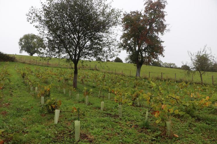 "Le public recherche désormais des expériences authentiques, immersives et souhaite comprendre les métiers agricoles", décrit Axelle Verniol, conseillère en stratégie commerciale et animatrice Bienvenue à la Ferme.