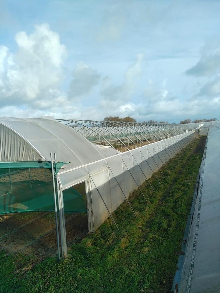 À Réville, les bâches comme les pignons des serres ont été endommagées.