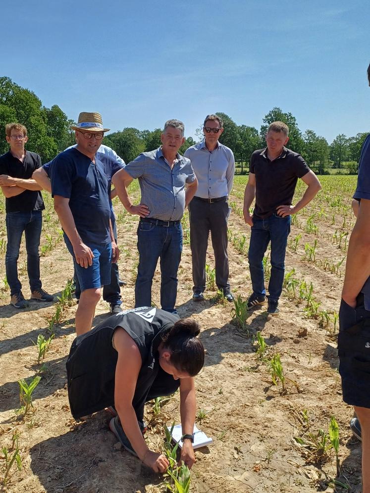Un tour de champs de l'administration a permis de constater les dégâts causés par l'orage de grêle dans le sud de la Manche à la mi-juin 2025.
