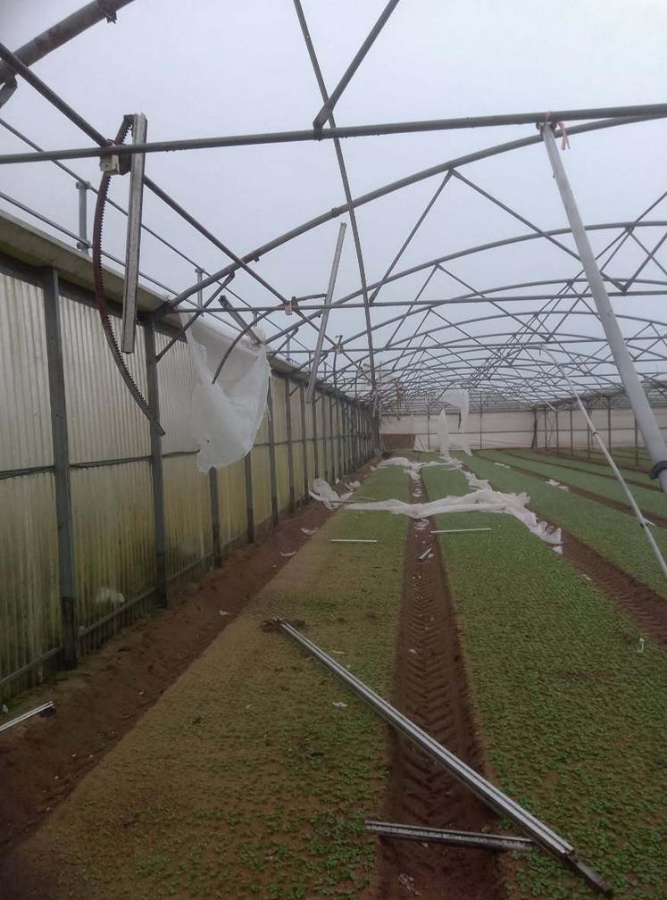 Sur la côte Ouest, sur la commune des Pieux, le Gaec Quentin voit plus d'un ha de serres fortement abîmées par le vent.