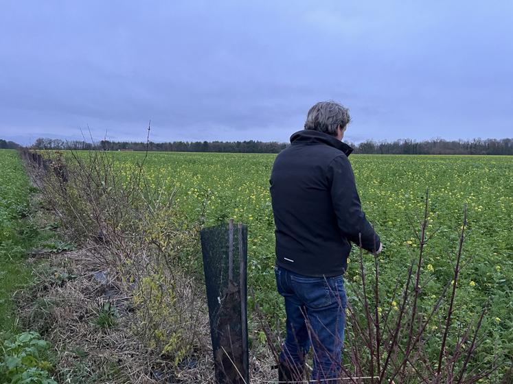 Franck Durocher a replanté 5-6 km de haie cette année encore.