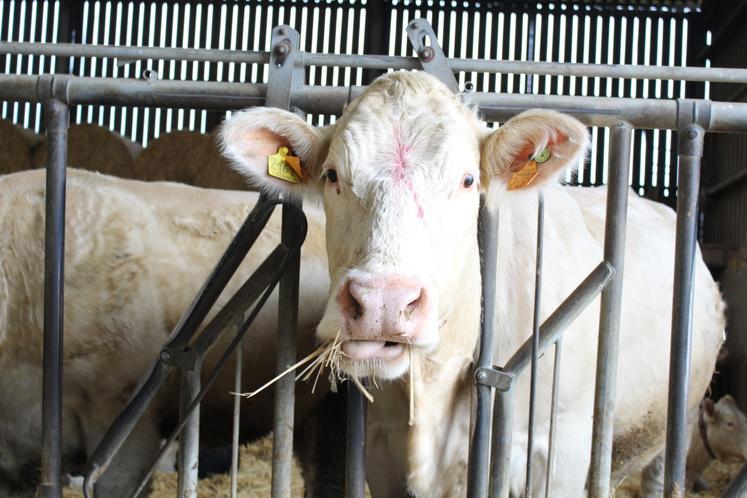En hiver, les vaches sont nourries à l'herbe, au foin, à l'enrubannage de luzerne et au maïs.