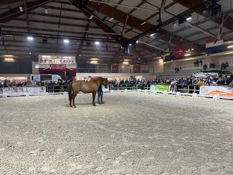 Deux présentations d'étalons sur la carrière centrale ont eu lieu dans la soirée.