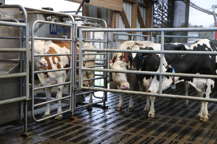 Le Gaec a réussi à atteindre 1,5 million de litres de lait.