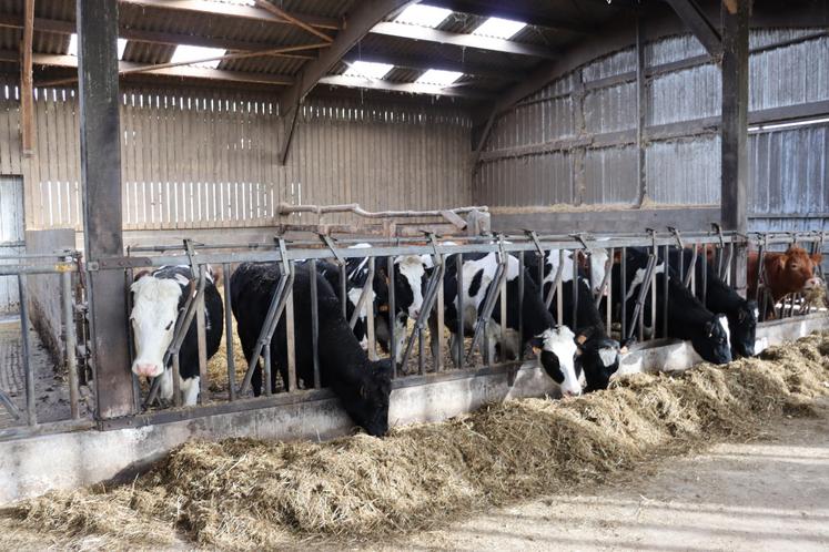 Déleg'génisses est un service proposé par Littoral Normand qui gère le suivi des génisses mises en pensions par des naisseurs chez des éleveurs. Benjamin Legigan fait partie du programme et a pris 12 génisses en pension. Il les revendra au naisseur deux mois avant le vêlage.