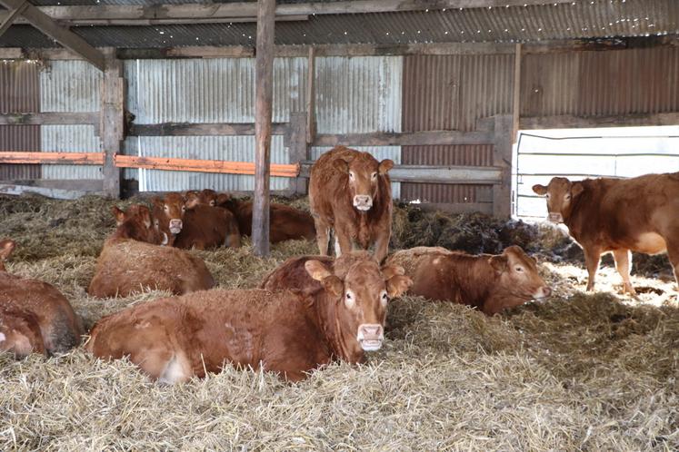 Il élève une cinquantaine de vaches Limousines, sa race phare.