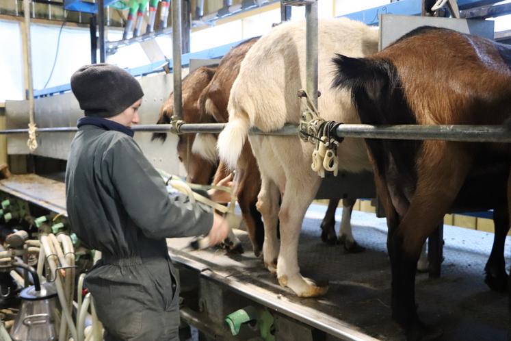 Une nouvelle salle de traite vient d'être installée. Achetée d'occasion en Touraine, elle permettra au couple de passer d'une heure et demie, voire deux heures de traite au pot trayeur à 30-45 minutes (26 places).