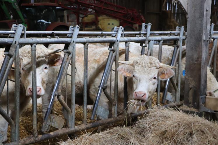 "Je n'avais pas assez de surface pour ne faire que de la culture. Mais il y avait des herbages de disponibles. Donc même si je ne pensais pas faire de l'élevage, aujourd'hui c'est ce qui me plaît le plus", explique-t-il.