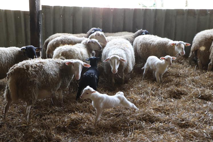L'exploitation s'étend sur 154 ha au total, avec ses parents. Un bâtiment est en rénovation.