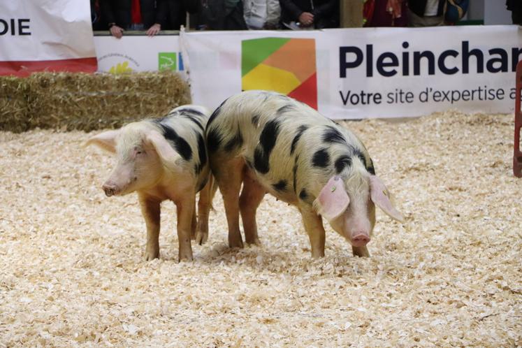 Cette année, six Porcs de Bayeux participeront au Concours général agricole (CGA).
