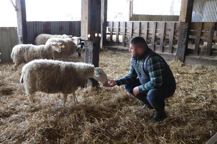 À l'origine, il avait pris quelques brebis pour l'entretien d'un verger dans le Pays d'Auge. Au final, il s'est "pris de passion" pour une cinquantaine d'ovins. Résultat : les Limousines sont partout, côtés vaches et brebis.
