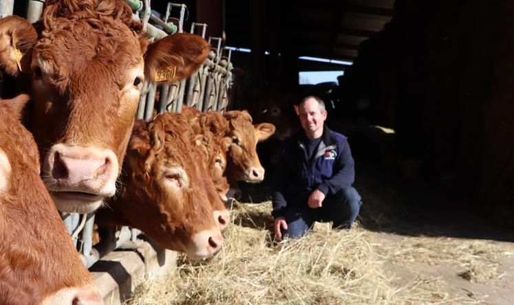 Mordu de vaches allaitantes, il a choisi les Limousines pour leur viande"bien valorisée, les vêlages plutôt faciles et les veaux autonomes".
