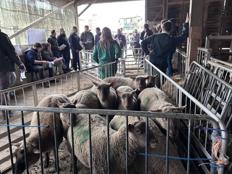 Le prochain centre d'élevage débutera à la mi-mai chez Jean-François Groult. 