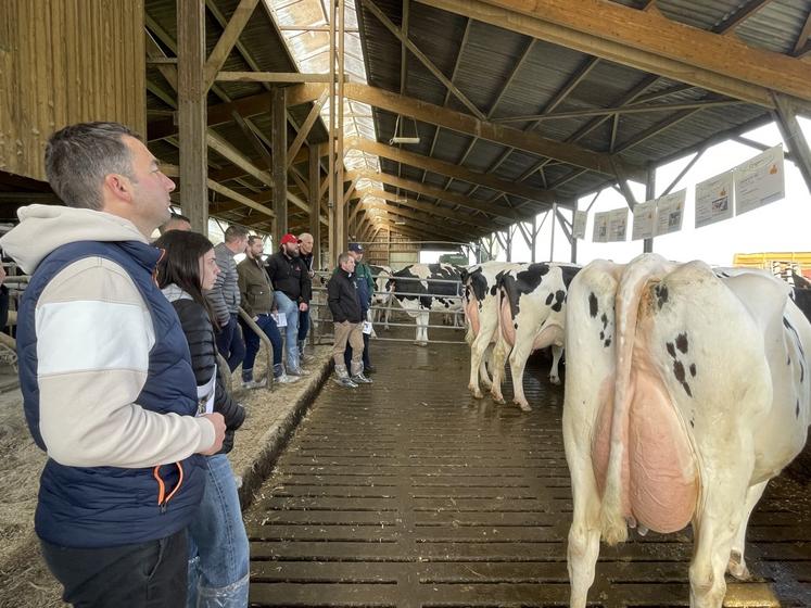 En matière d'IA, "nous avons beaucoup de sexées et de croisées Charolais (pas sur les génisses), ça sort de bons veaux", s'exprime l'éleveur.