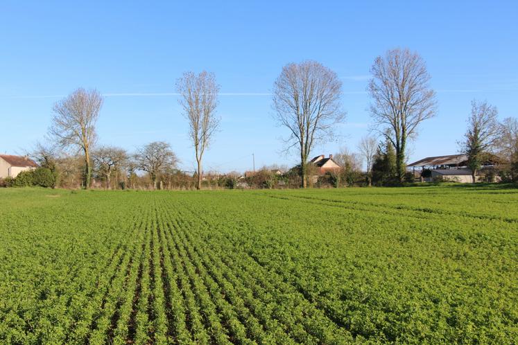 Le SAS FM Luzerne produit 17 % de luzerne. Celle-ci est fertilisée au phosphore, chlorure de potassium.