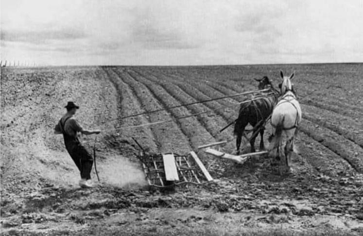 28 000 chevaux ont été réquisitionnés par l'Armée allemande pendant l'Occupation.