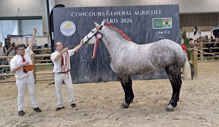 Nuit d'Harmonie présentée par Jazy Goret finissent à la 2e place des pouliches percheronne.
