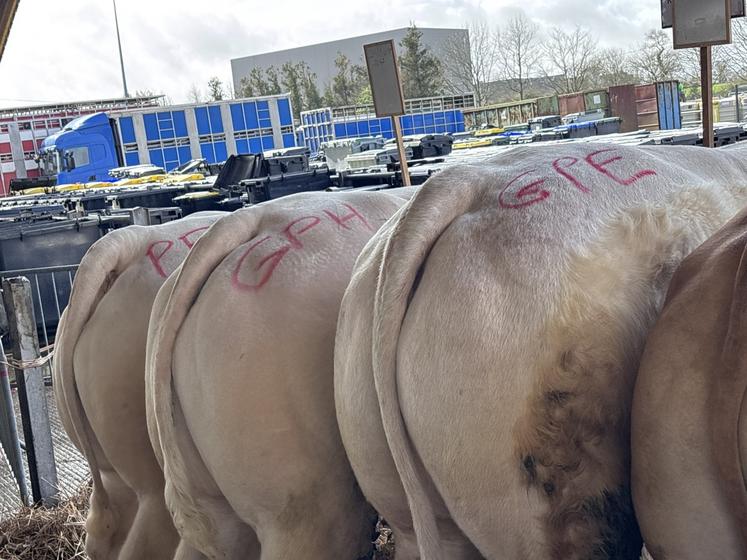 Le jury a départagé dans chaque section les grands prix d'excellence (GPE).