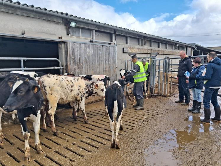 La manipulation de bovins demande de la technique et de la psychologie animale.