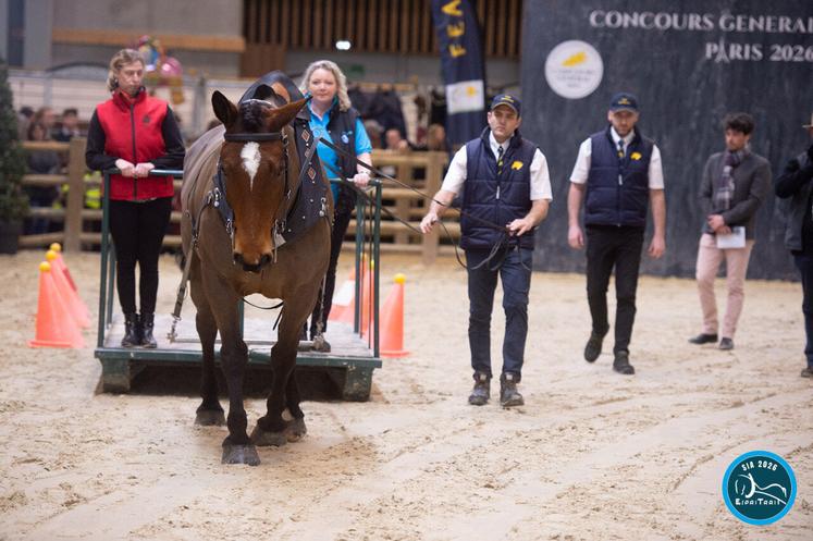 Florian Leloup Marechalerie et Ilo des Quatre Vents lors de l'épreuve de traction. Ils représentaient le cheval Cob Normand sur le Trophée en simple au salon l'agriculture. "Une belle traction, dans le calme, avec un cheval aux ordres, qui les place sur la 1re marche du podium."