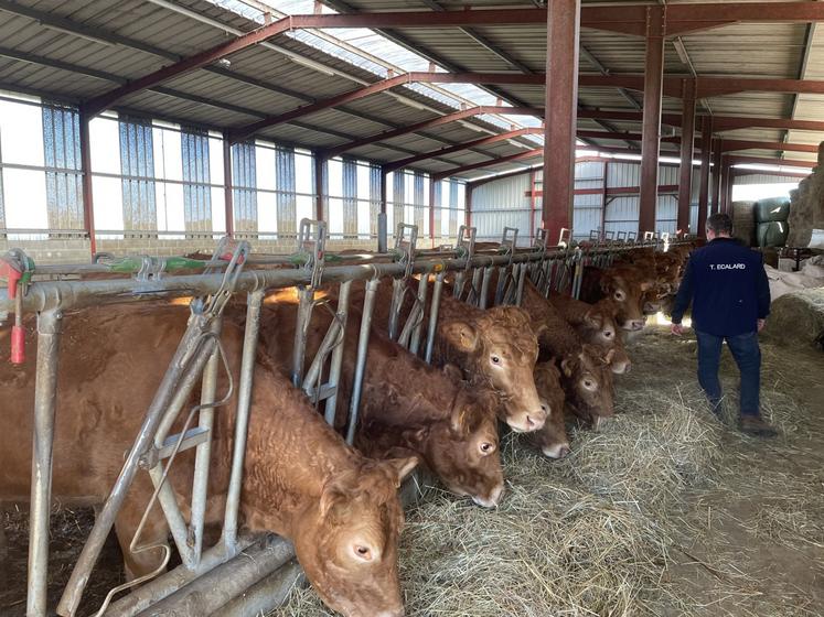 Il recourt à une caméra de surveillance et un détecteur de vêlage.