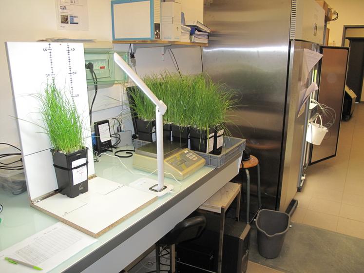 Les essais du projet Biostim-Almap ont été menés en laboratoire, en bioessai contrôlé, sur du ray grass anglais et en serres sur des cultures de poireau.