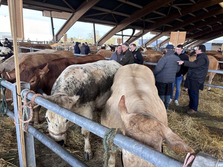 Les acheteurs ont fait le déplacement pour trouver des animaux de qualité.