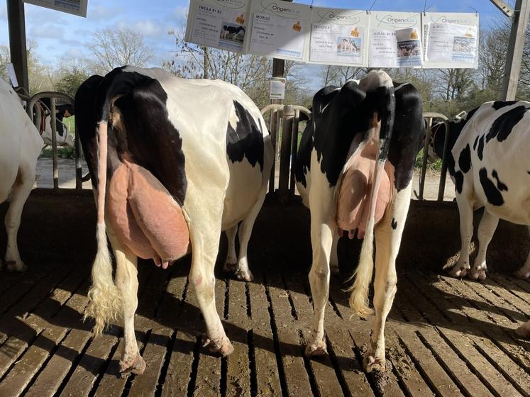 C'est l'occasion de voir les meilleures laitières du cheptel.