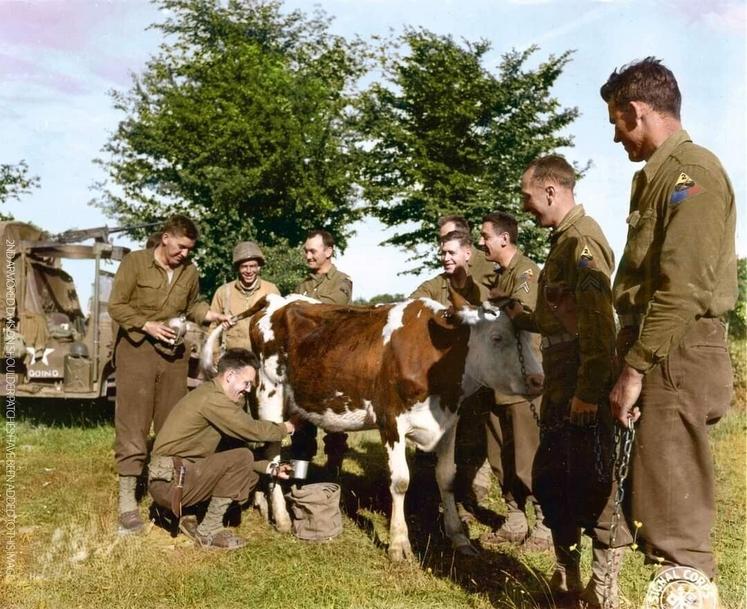 Entre 1941 et 1944, dans le Calvados et la Manche, les archives recensent 30 000 expropriations de terres agricoles pour accueillir les cinquante batteries d'artillerie et les 520 km2 de champs de mine.