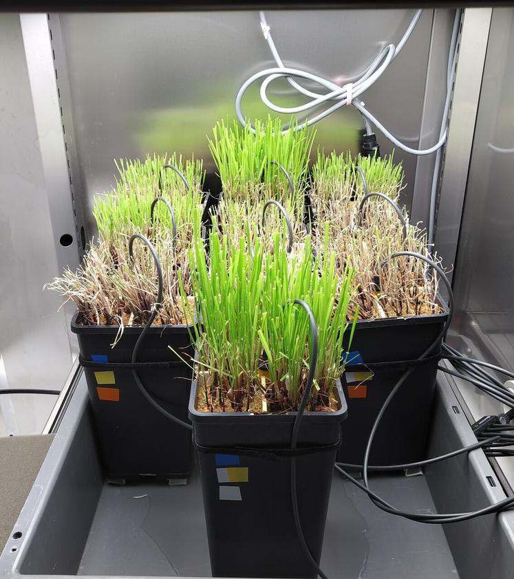 Biostim-Amalp est en partenariat avec l'Inrae, le Sileban, Algaia, l'Université de Caen.
