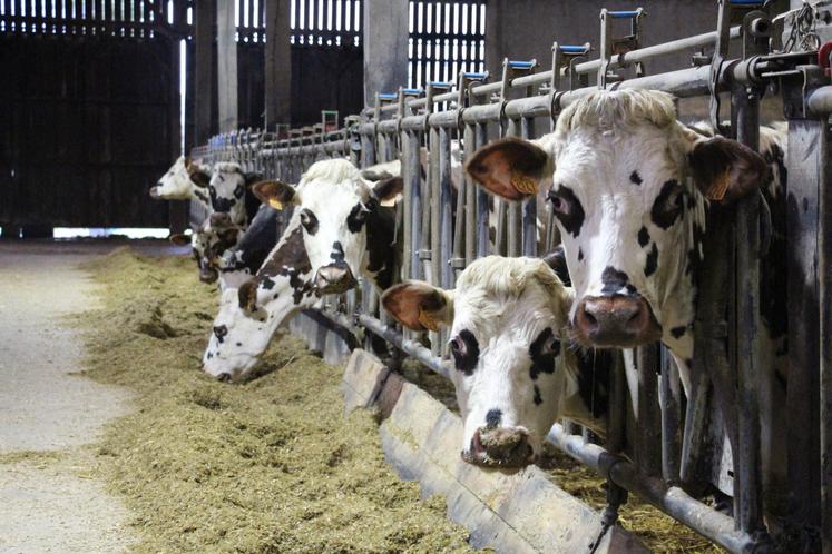 Le Gaec compte 90 Normandes et 126 hectares de SAU.