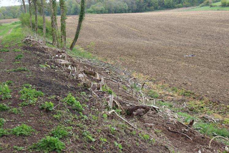 Ici, la haie avait été taillée avant le passage des sangliers, piétinant la totalité des pieds sur son passage.