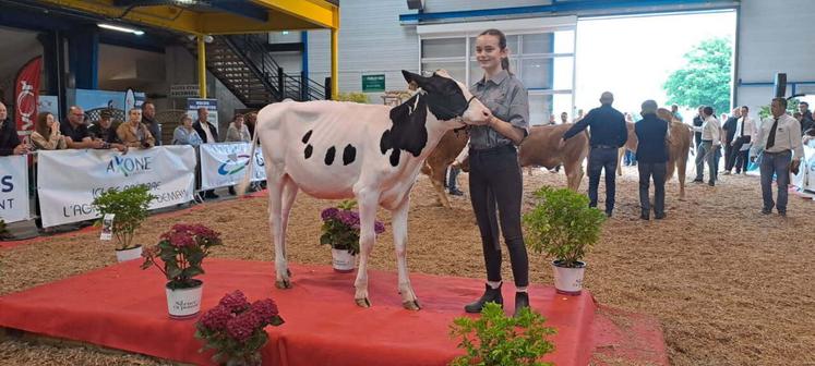 En 2025, Adèle Tancerel a participé au concours de Vire avec une génisse Prim'Holstein. "J'appréhendais un peu, ma sœur l'avait déjà guidée à Lisieux. Ça s'est très bien passé", dit-elle.