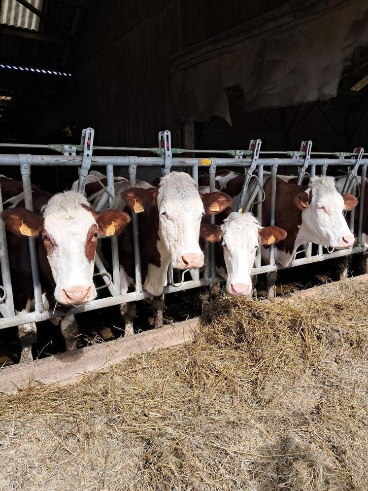 La Montbéliarde reste la deuxième race laitière en France.