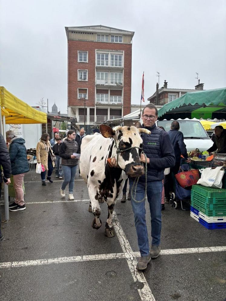 Afin de promouvoir la Foire de Lisieux, trois élevages se sont retrouvés sur le marché de la ville, samedi 11 avril 2026. Étienne Aubert pour les Limousines, Guillaume Nuttens pour les Prim'Holsteins et Françoise et Christophe Barbé pour les Normandes. Ici en photo avec Paella.