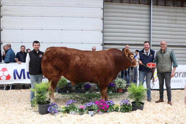 Place au prix de synthèse mâle, remis à Ugo chez Romain Auvray en copropriété avec le Gaec de l'Allière.