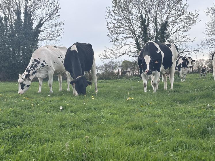 Aucun cas de tuberculose bovine détecté depuis 2023 dans la Manche.
