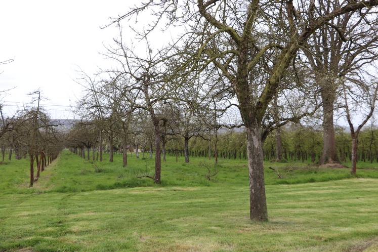 Le domaine a transformé près de 1 000 tonnes de pommes lors de sa récolte 2025.