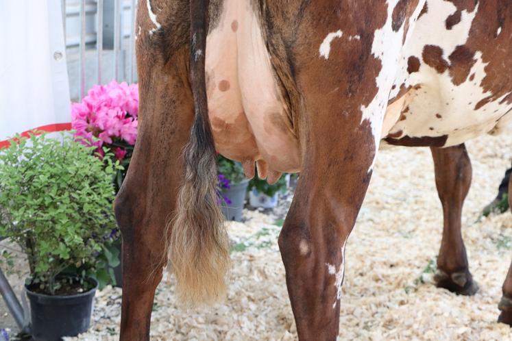 Le titre de meilleure mamelle adulte est revenu à Swarovski, fille de Oltraford x Newyork, du Gaec Gosset