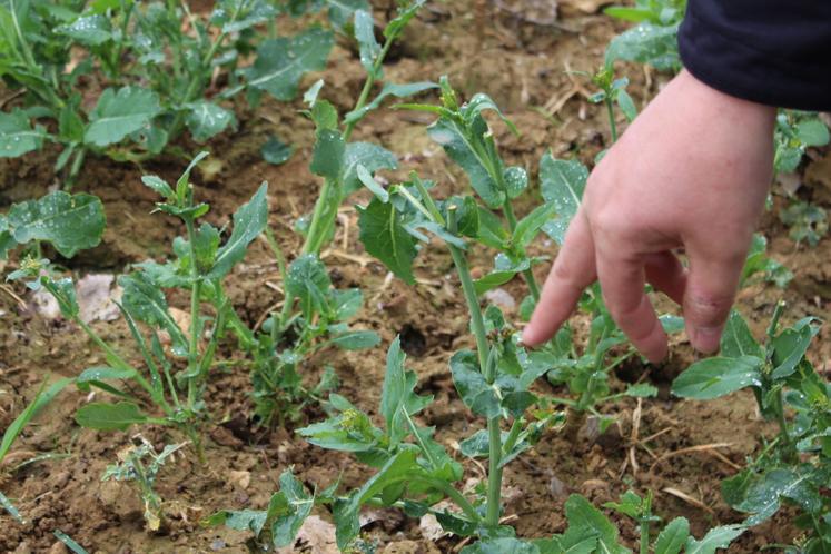 "Comme beaucoup d'exploitations du département, mon assolement est directement exposé aux dégâts de gibier."