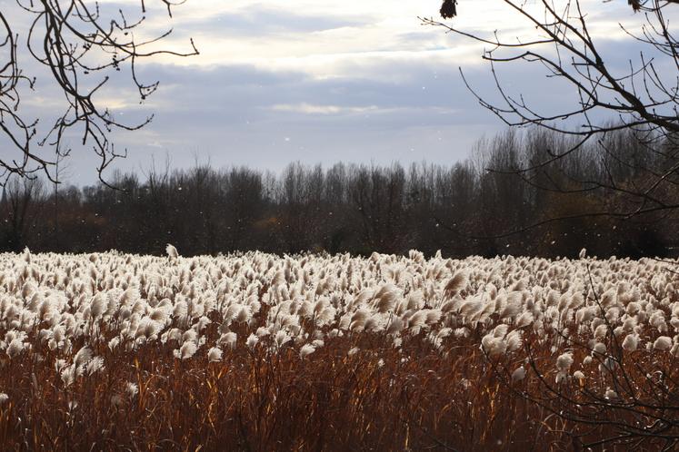 Le miscanthus est "une graminée originaire d'Asie qu'on place dans les cultures ligno-cellulosique pérennes", indique Ludivine Mignot. "C'est une culture locale et décarbonée", ajoute Thomas Leveaux.