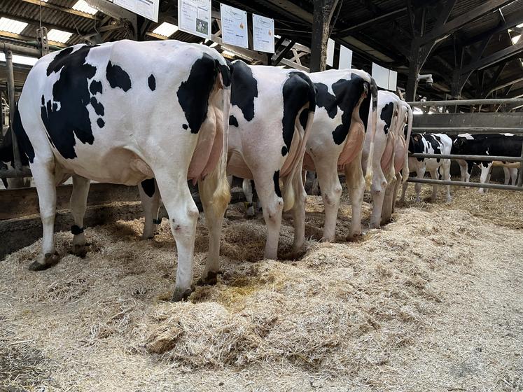 EARL de la Chaine Timothée Audouin AG Prim'Holstein