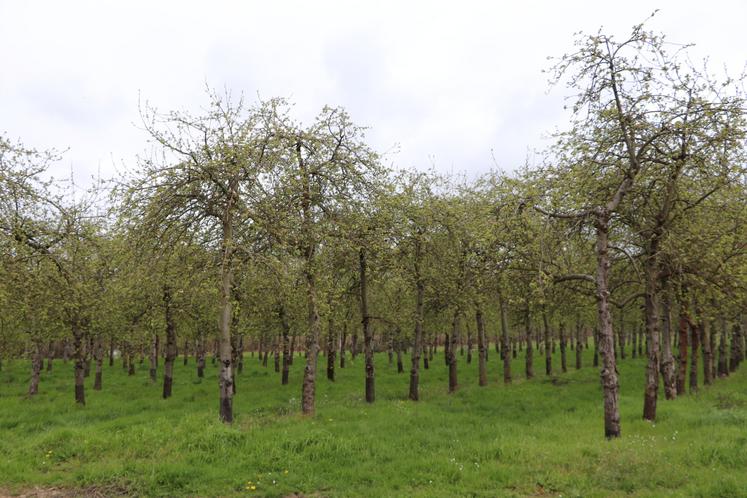 Le marc de pommes est fourni à un agriculteur voisin pour l'alimentation de ses bovins.
