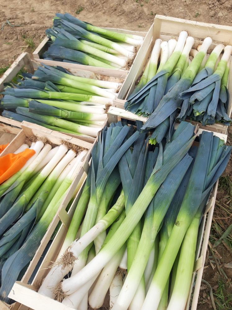 Grâce à la coordination de Solaal, les poireaux retrouvent une seconde vie solidaire.