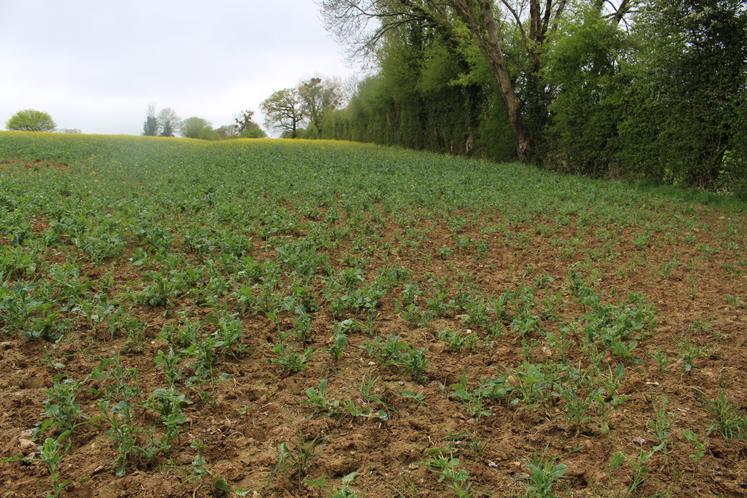 "Des dégâts, il y en aura toujours. Mais il faut qu'ils soient raisonnables et raisonnés. On ne peut pas continuer à craindre la période des semis et des récoltes."