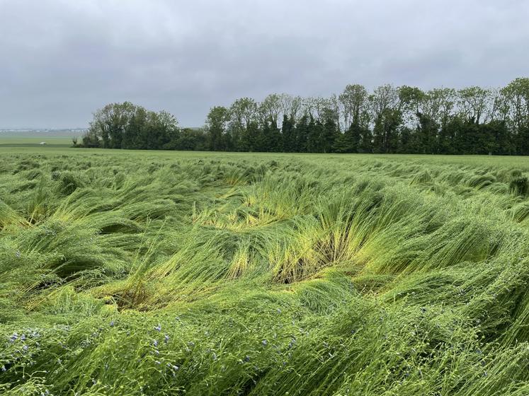 Avec les récentes pluies, plusieurs lins ont été touchés par la verse dans le Calvados.