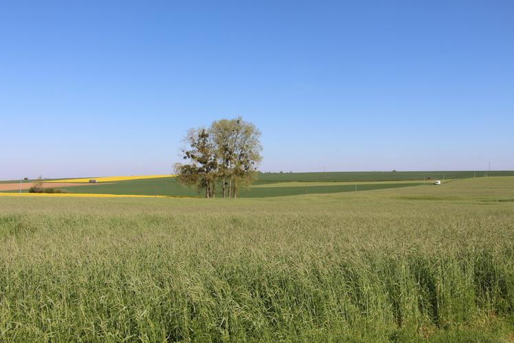Couvert végétal de seigle ensilé avant la plantation de maïs. La diversité des cultures permet ainsi d'allonger les rotations en accord avec une approche agronomique. 
